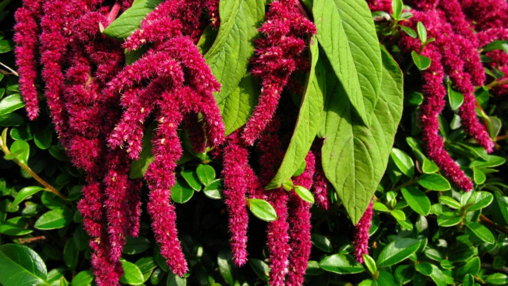 amaranth plant