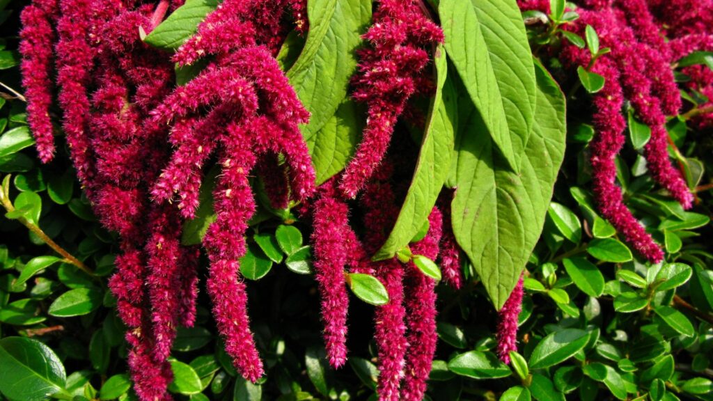Amaranth