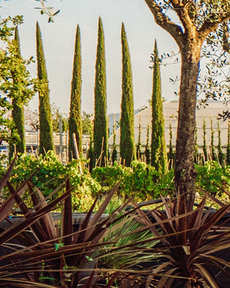 Italian Cypress