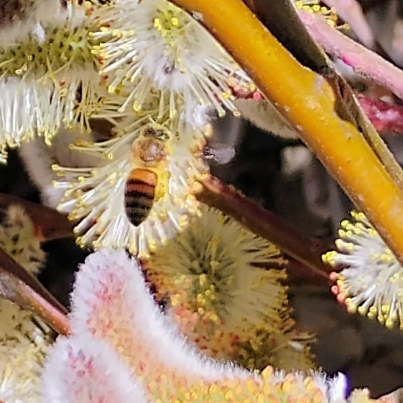 Pussy Willow