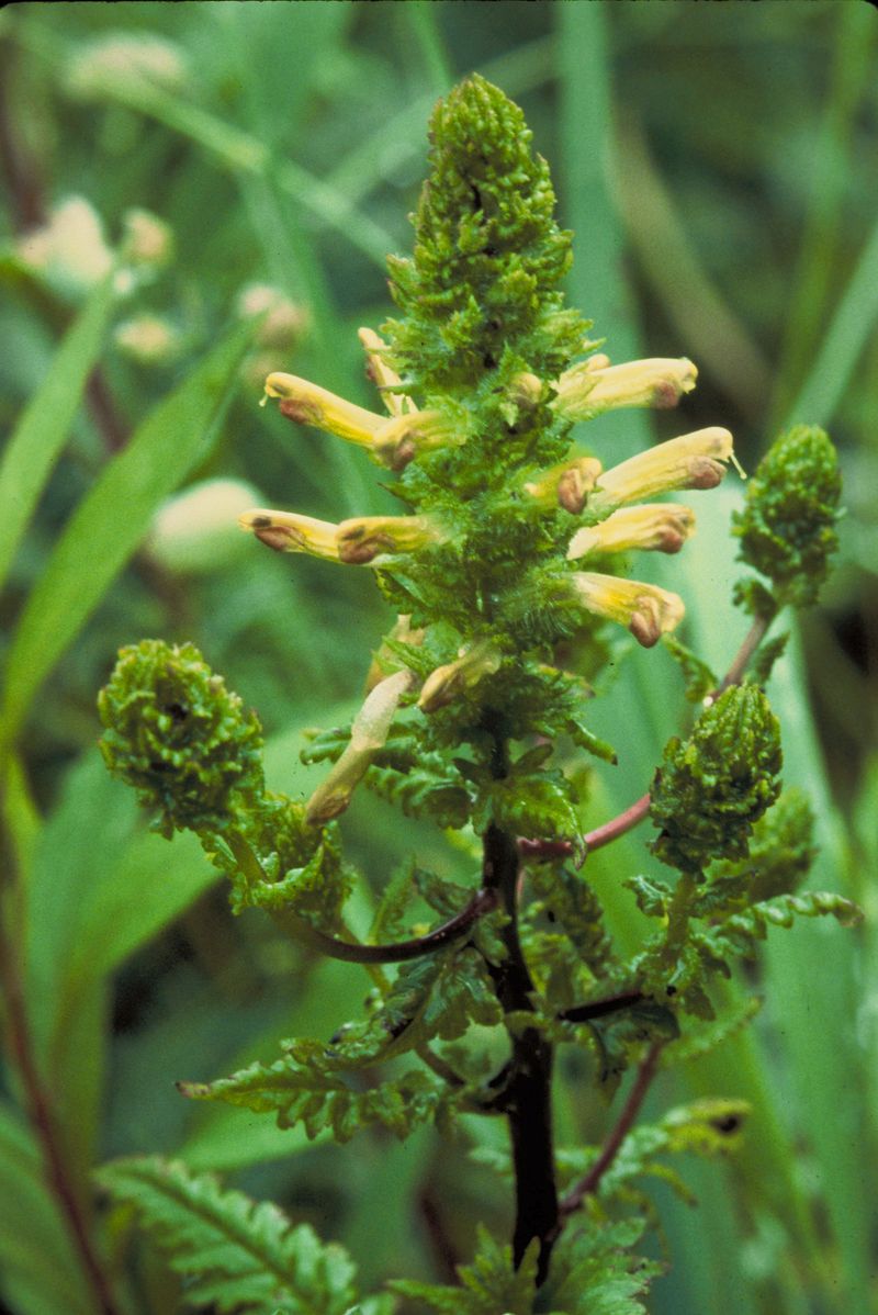 Furbish's Lousewort