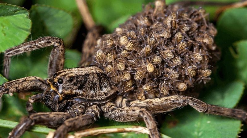 Wolf Spider