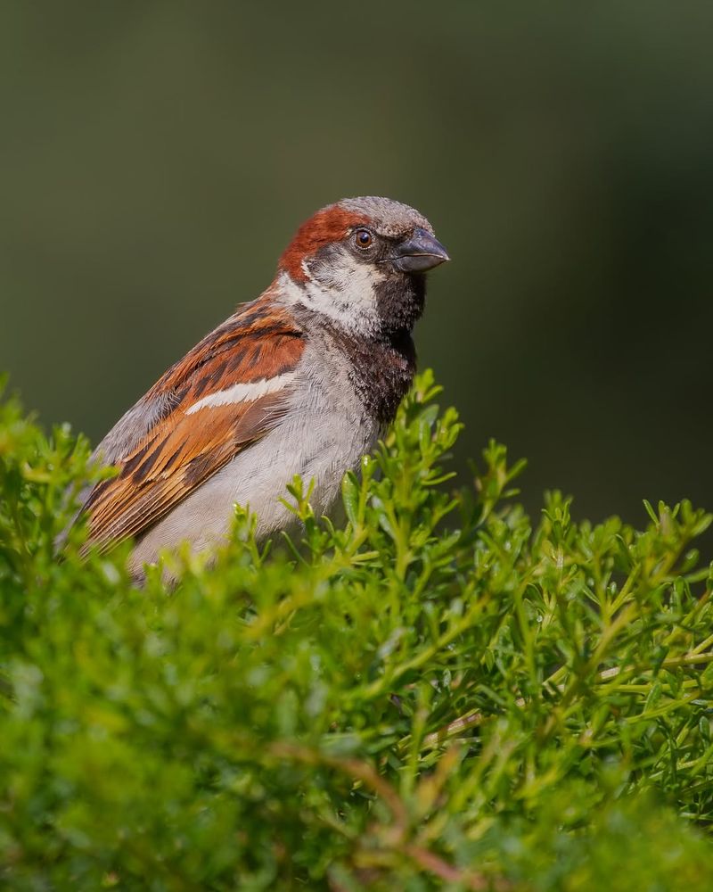 House Sparrow