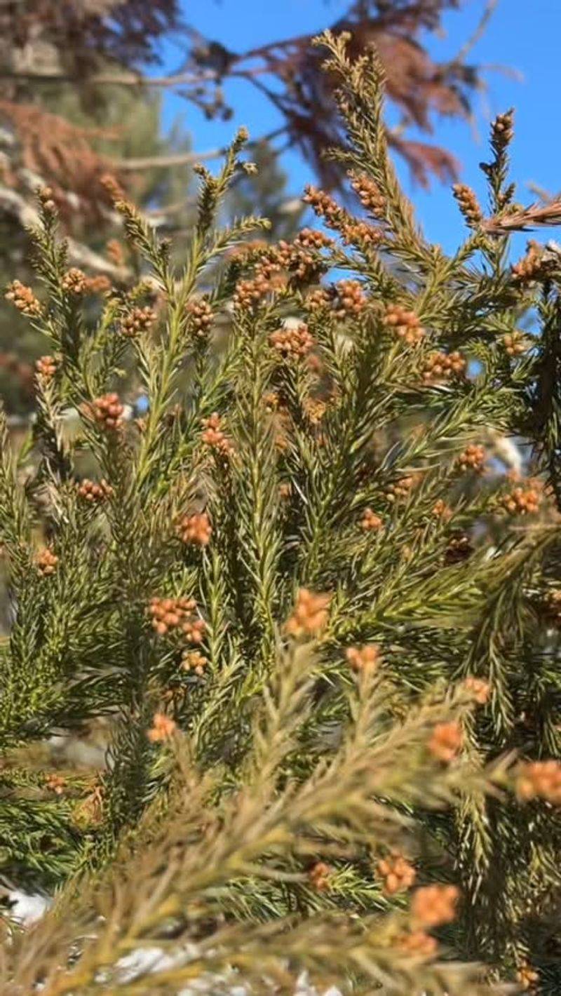 Japanese Cedar
