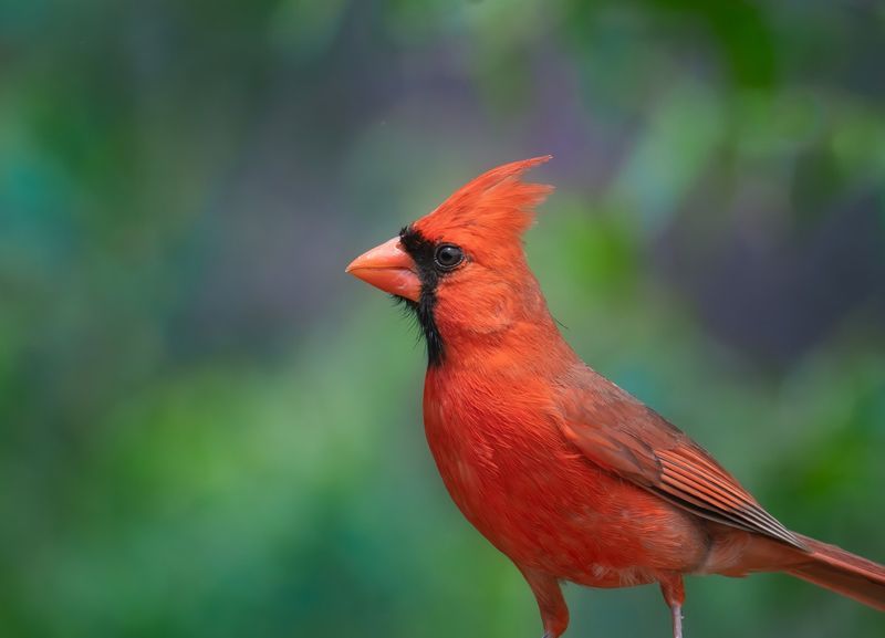 Northern Cardinal
