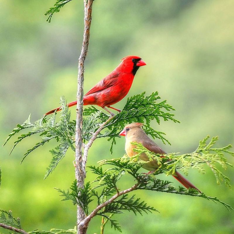 Northern Cardinal