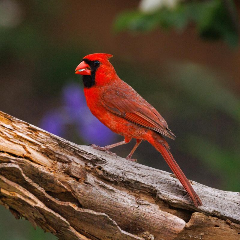 Northern Cardinal