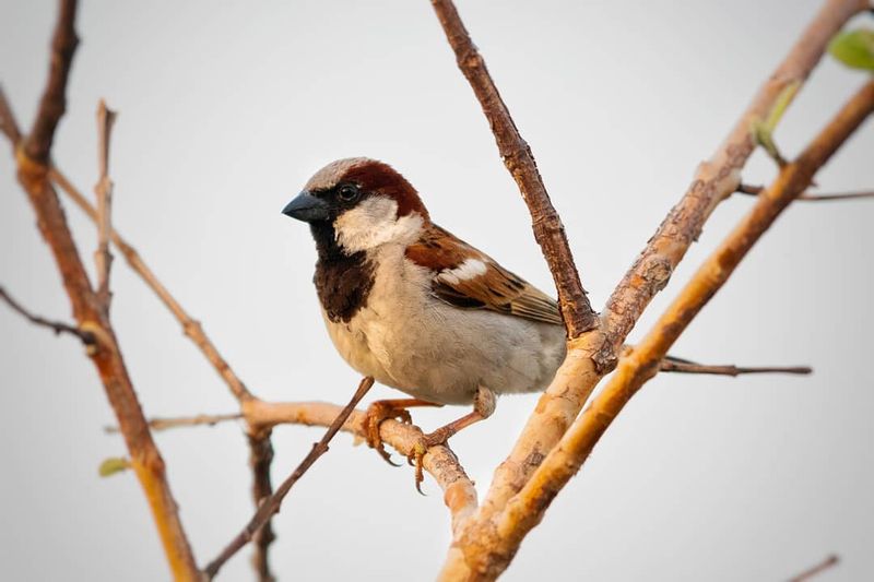 House Sparrow
