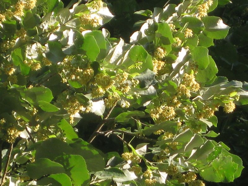 Silver Linden