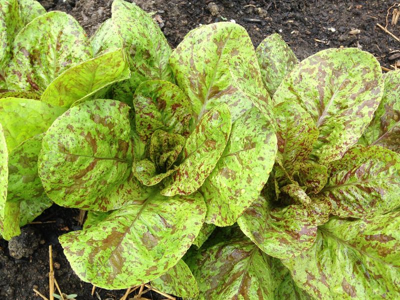Forellenschluss Lettuce