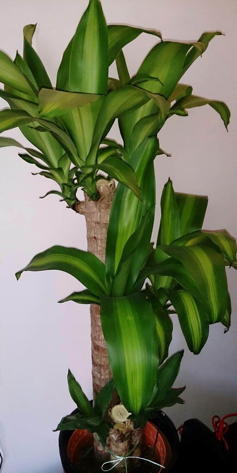 Paint and Solvent Fumes Cause Wilting