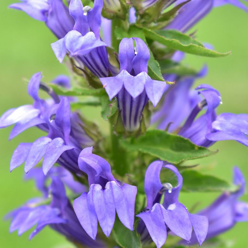 Great Blue Lobelia