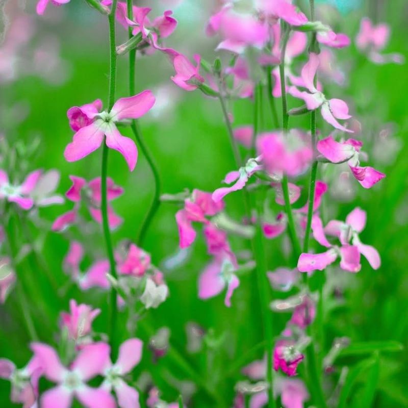 Night-Scented Stock