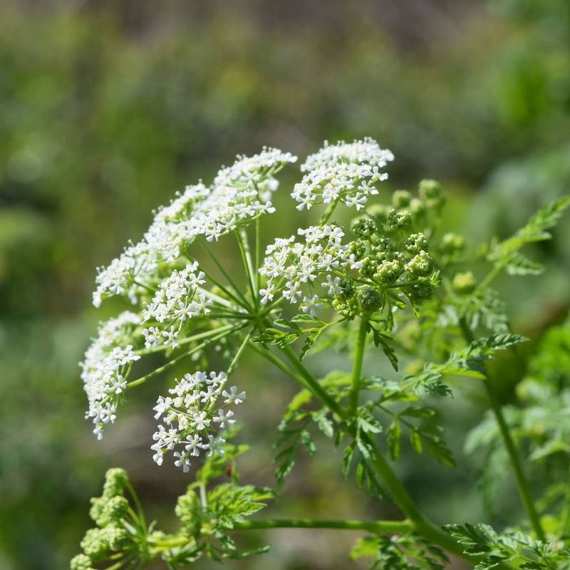 Poison Hemlock