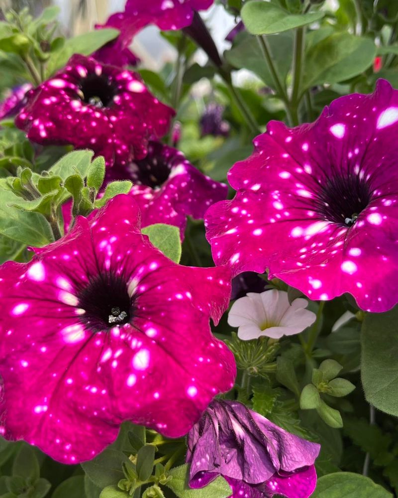Petunias