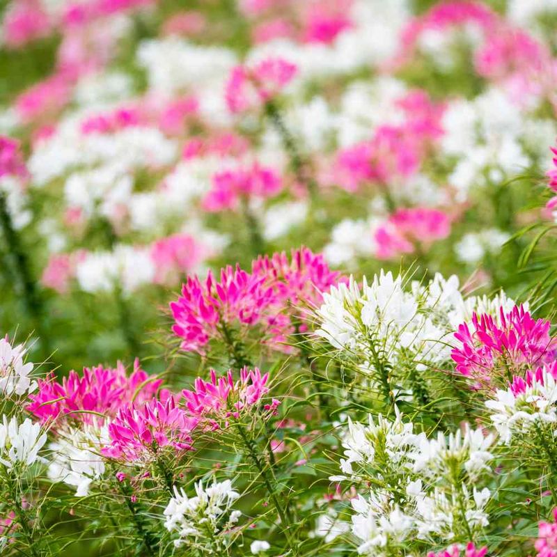 Cleome (Spider Flower)