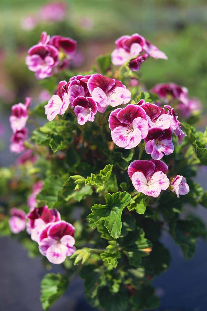 Scented Geraniums