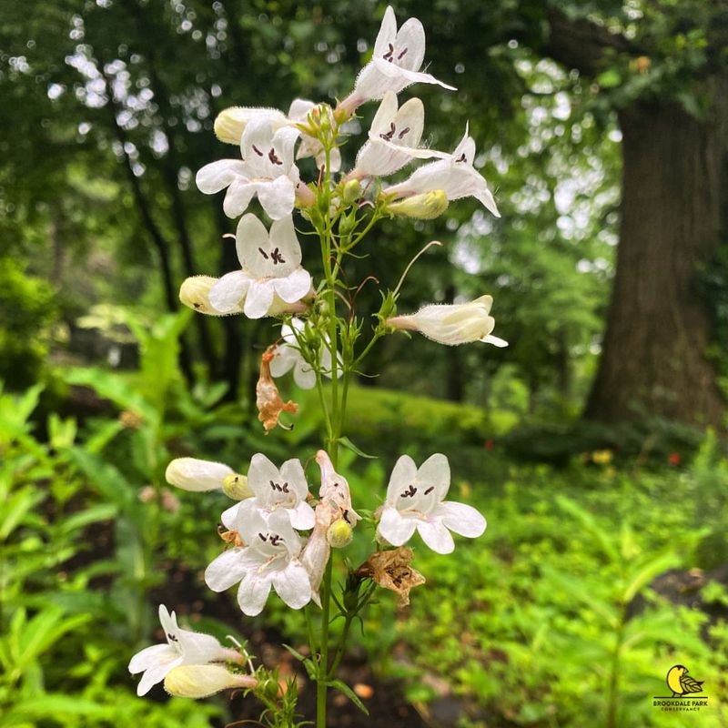 Foxglove Beardtongue (Penstemon digitalis)