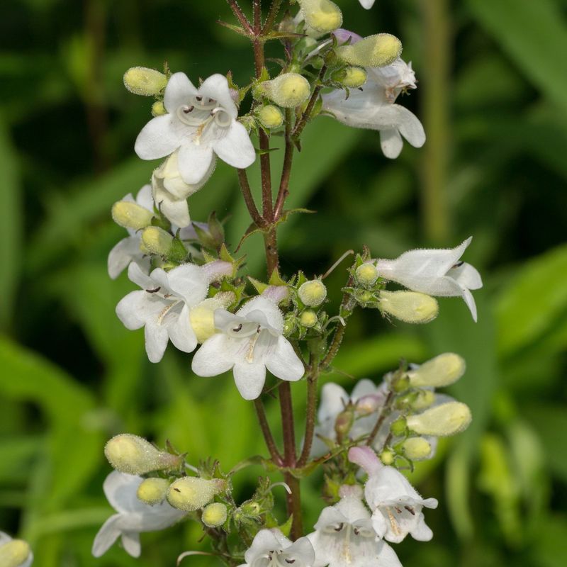 Penstemon (Beardtongue)