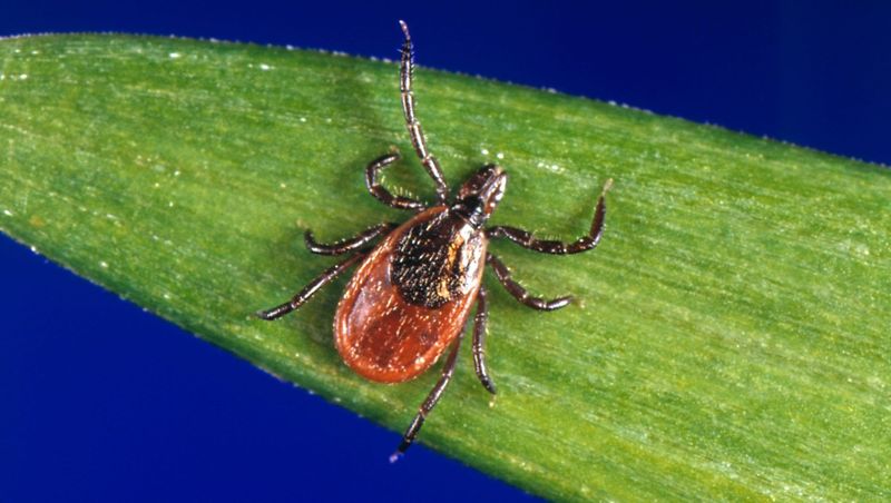 Troublesome Ticks