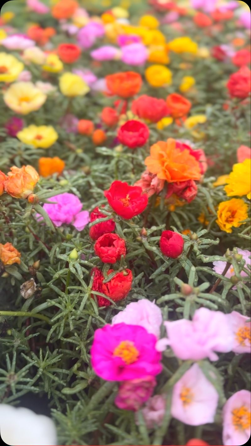 Portulaca - Heat-Loving Ground Cover