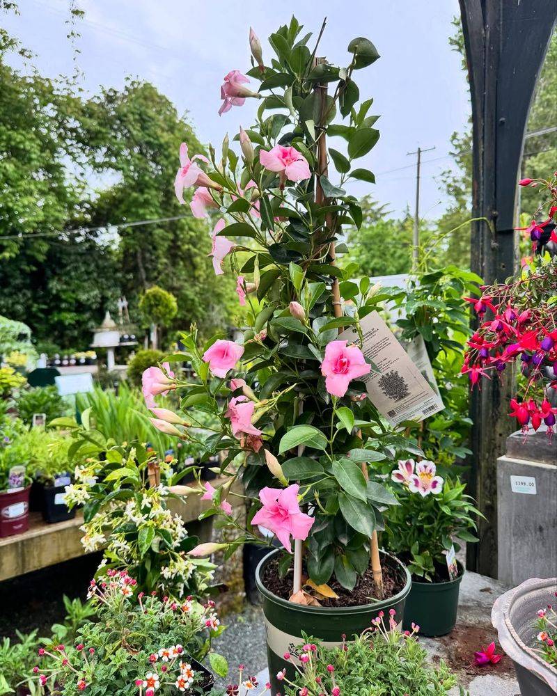 Mandevilla