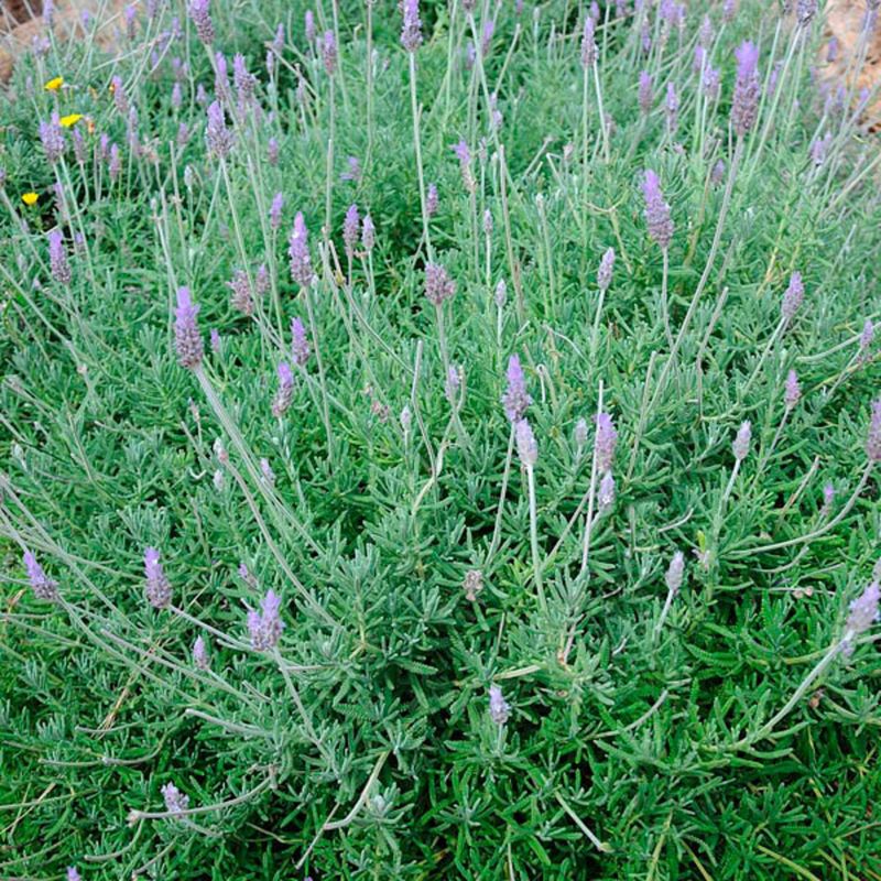 Sweet Lavender
