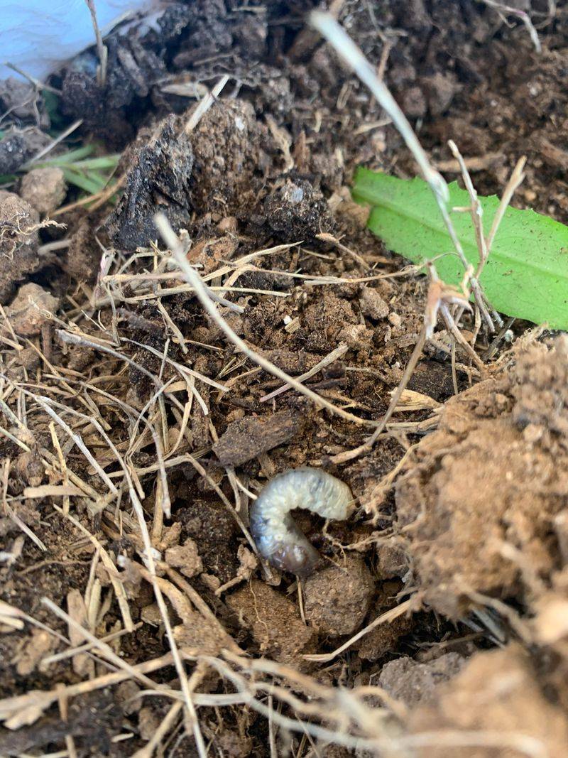 Lawn Grub Elimination