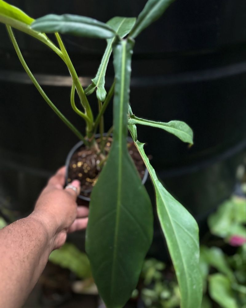 Philodendron Joepii