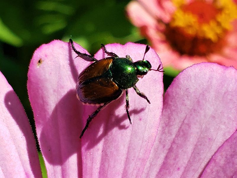 Japanese Beetles