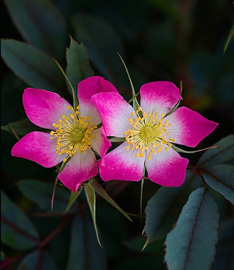 Species Rose Rosa glauca (Formerly R. rubrifolia)