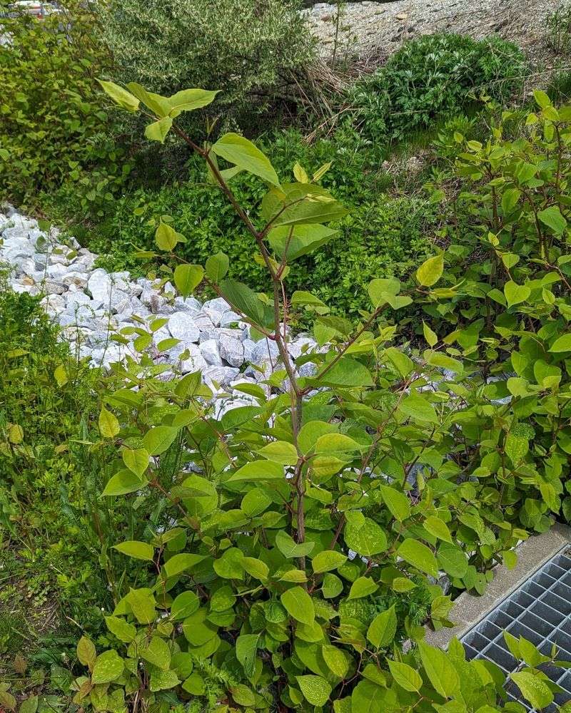 Changes Soil Conditions