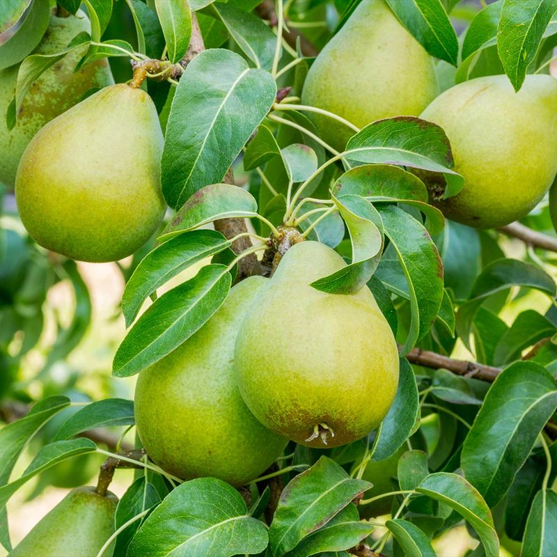 Pear Trees: Sweet Treats Deer Can't Resist