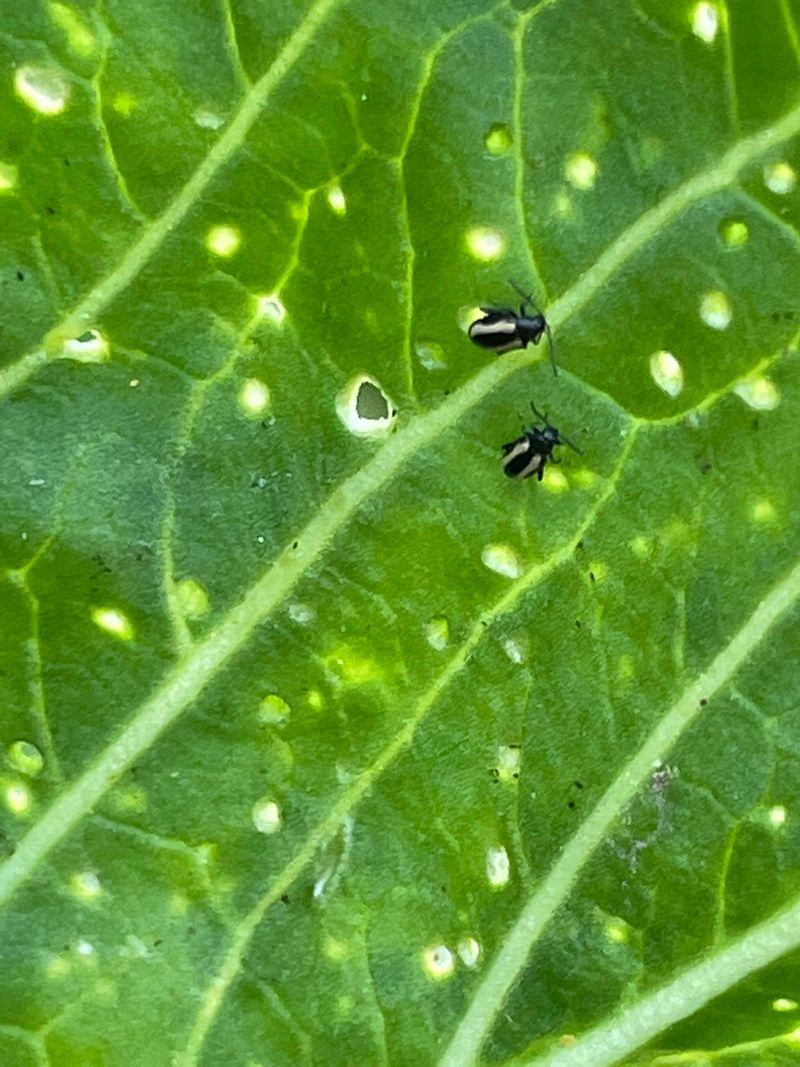 Control Pests Naturally