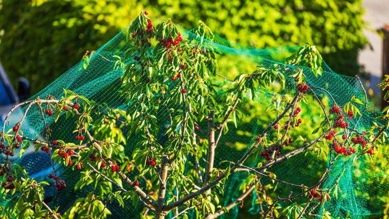 Install Bird Netting