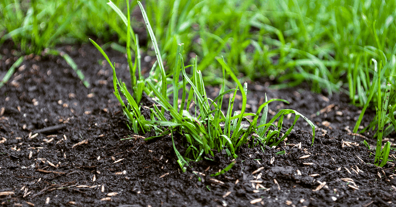 Overseed with Water-Resistant Grass Varieties