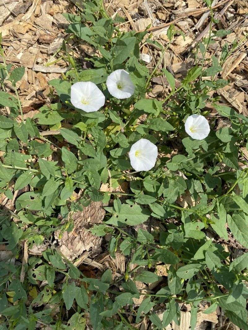 Use Targeted Herbicides Carefully