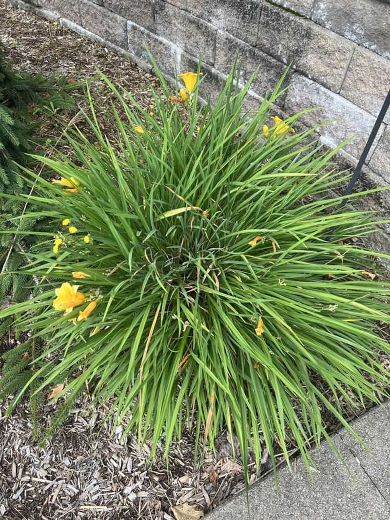 Practice Selective Deadheading