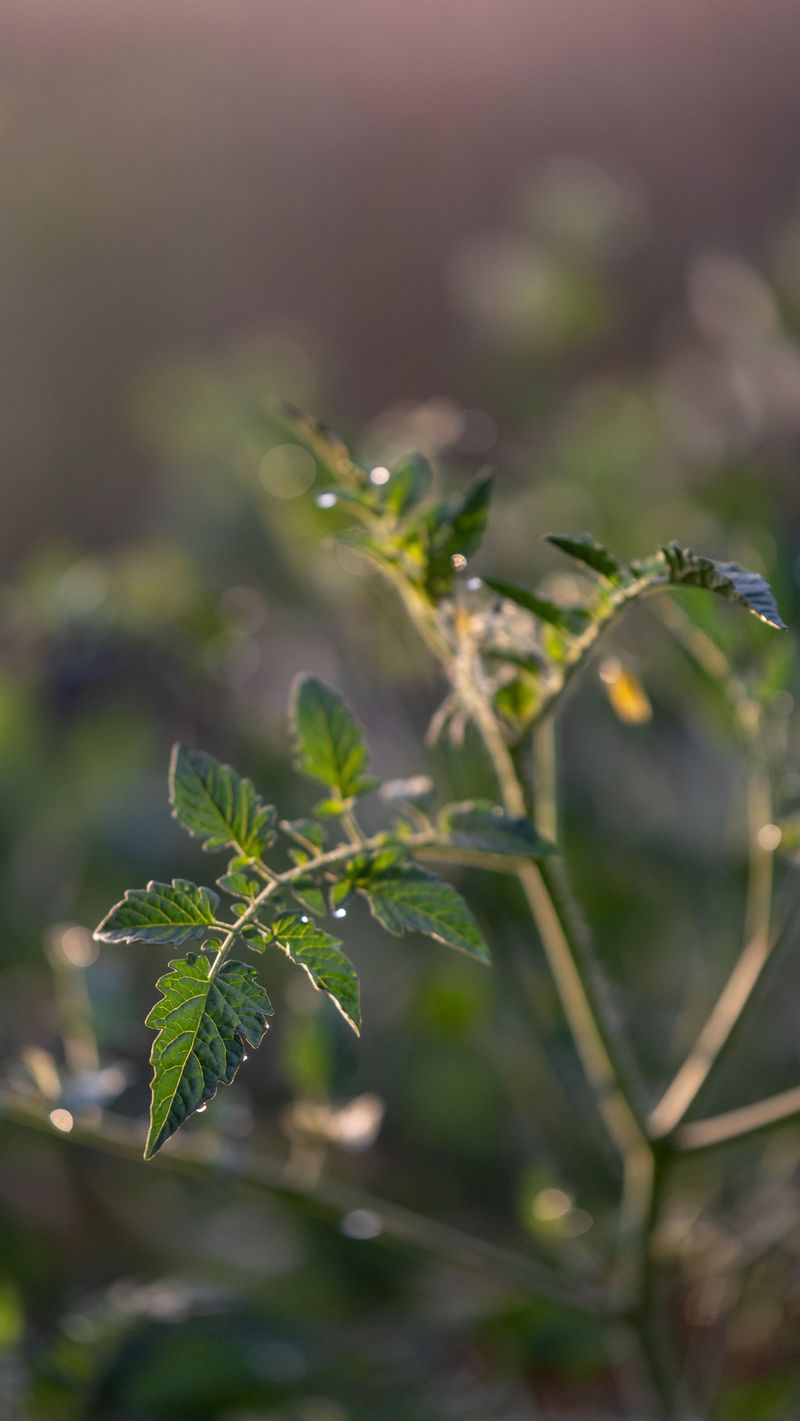 Monitor For New Growth