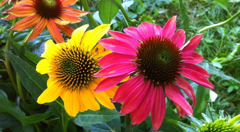 Feed Flowering Plants With Phosphorus-Rich Fertilizer