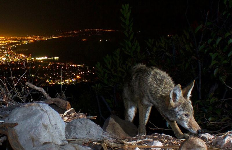 Collaborate With Wildlife Authorities