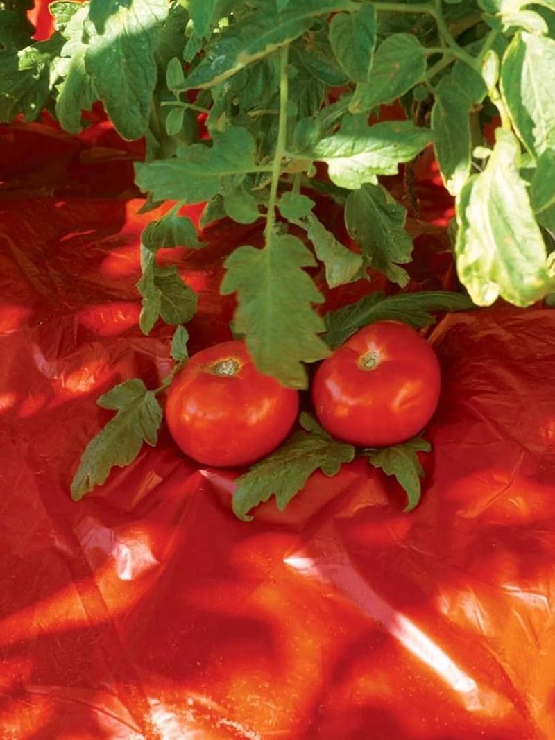 Mulch With Red Plastic