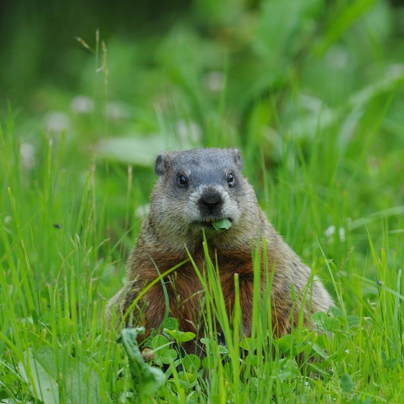 Remove Attractants