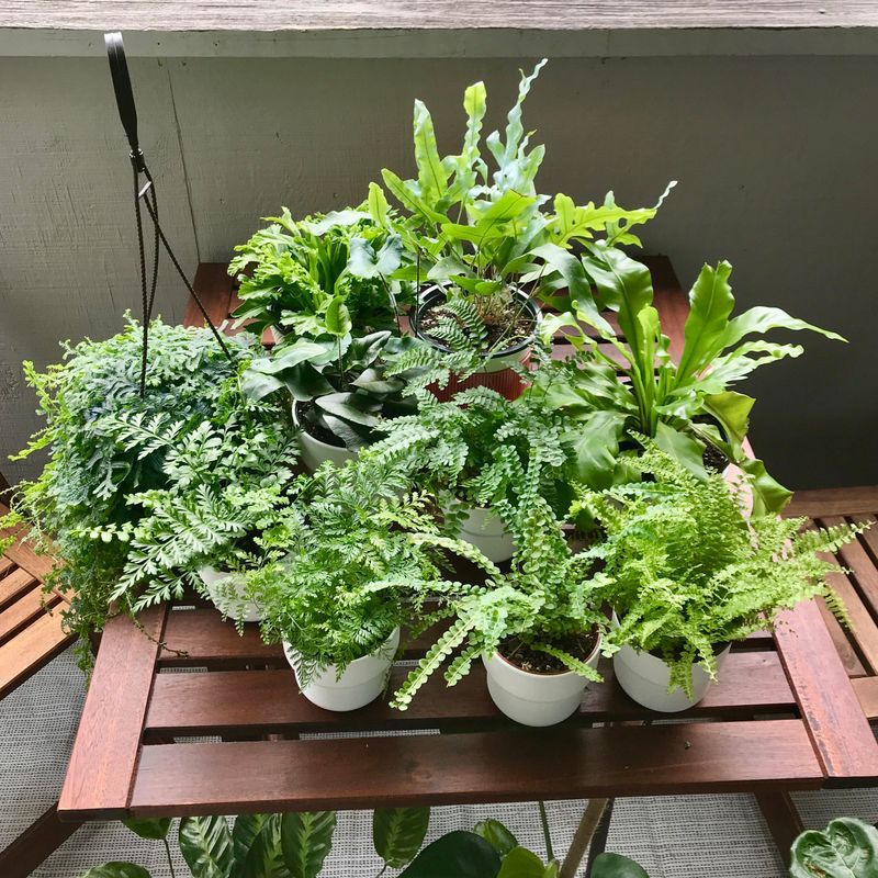 Select Diverse Fern Varieties