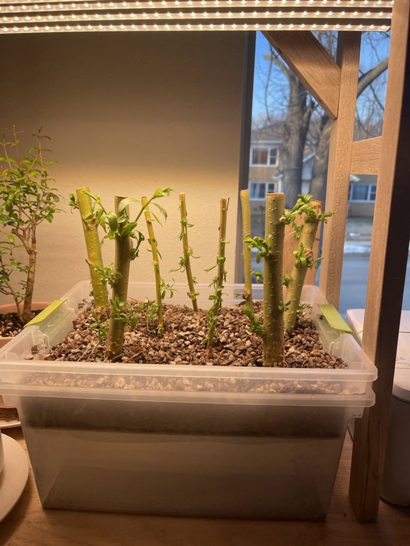 Prepare Your Planting Medium