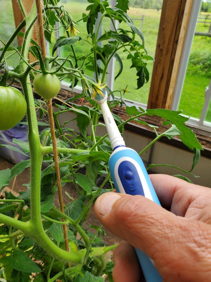 Hand-Pollinate The First Flowers