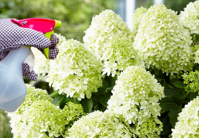 Prevent Pest Damage Early