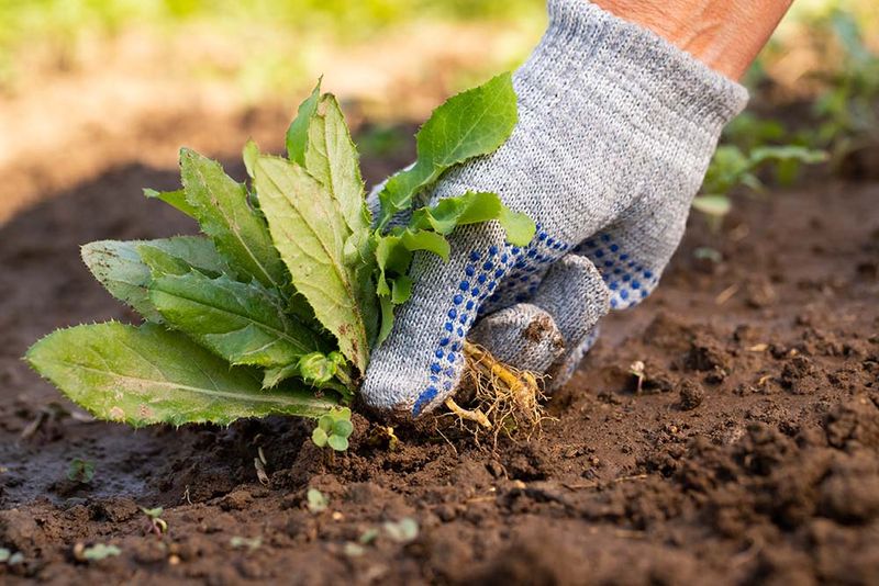 Control Weeds Before They Spread