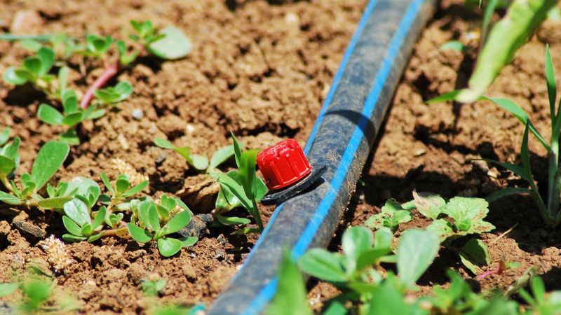 Maintain Regular Deep Watering