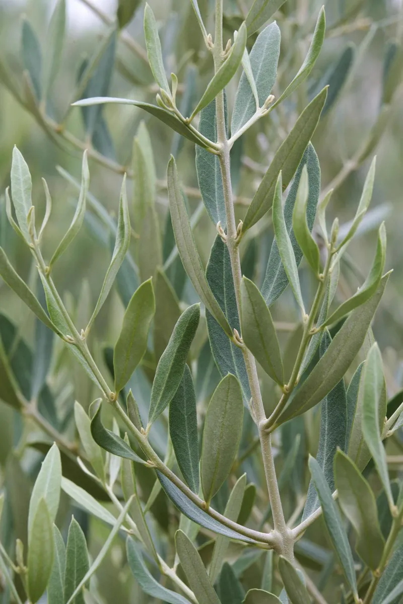 Olive Trees: Mediterranean Favorites for Deer